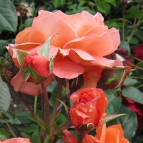 Narancs színű - Csokros virágú - magastörzsű rózsafa- csüngő koronaforma